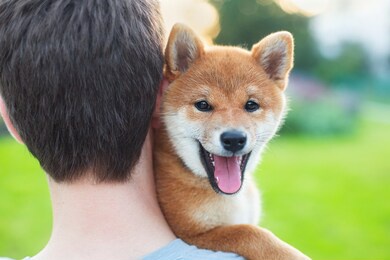 a man is holding cute red shiba inu puppy. close-up portrait of lovely shiba inu dog on summer day at sunset