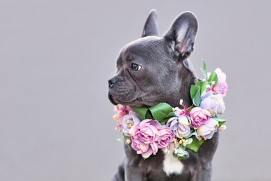 beautiful blue coated french bulldog dog with long healthy nose wearing pink flower collar on gray background with copy space