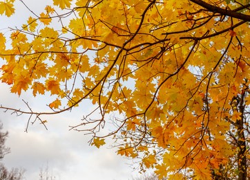 autumn forest with green and yellow-red trees