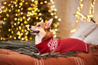 adorable welsh corgi pembroke in a red knitted sweater celebrating happy new year and merry christmas 