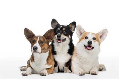 three dogs on a white background. different colors of welsh corgi pembroke and cardigan together. happy pets