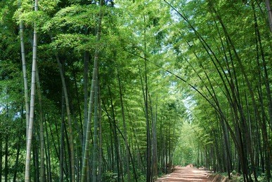 bamboo