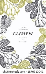 hand drawn sketch cashew design template. organic food vector illustration on white background. vintage nut illustration. engraved style botanical background.