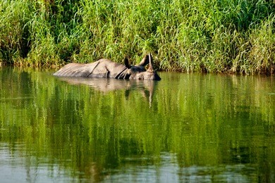 rhino is bathing in river in chitwan national park