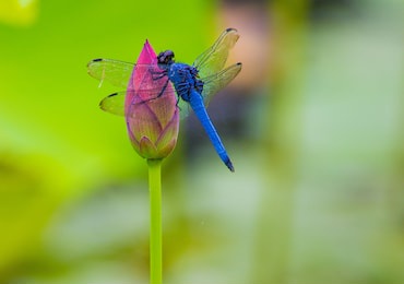 dragonfly and lotus flowers from kyoto