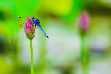 dragonfly and lotus flowers from kyoto