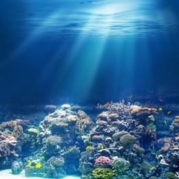 sea or ocean underwater coral reef