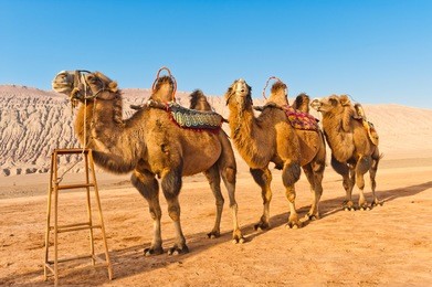 three camels at the flaming mountains, xinjiang, china. 