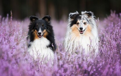 two cute shelties in flowers.