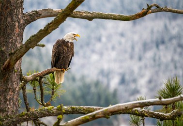 bald eagle screeching in a pine tree in idaho