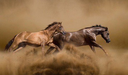 wild horses running