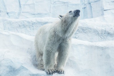 white bear on ice