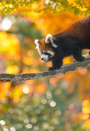 red panda with autumn leaves