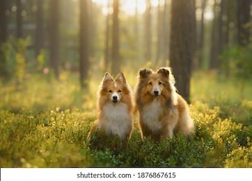 red two sheltie dogs in the green forest. pet on the nature. tracking, hiking, travel 