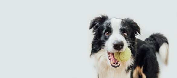 funny portrait cute puppy dog border collie holding toy ball in mouth isolated on white background. purebred pet dog with tennis ball playing with owner. pet activity concept. copy space banner