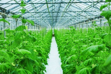 growing of cucumber in greenhouse