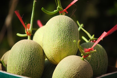 farm cantaloupe grow mature cantaloupe