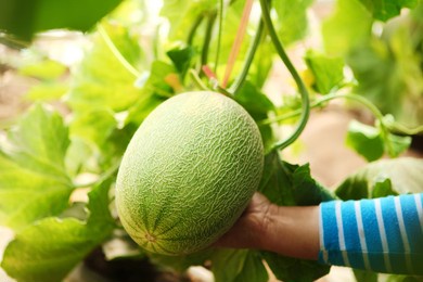 farm cantaloupe grow mature cantaloupe