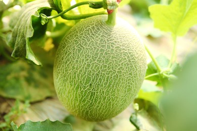 farm cantaloupe grow mature cantaloupe