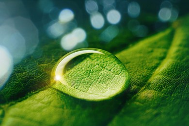 beauty transparent drop of water on a green leaf macro with sun glare. beautiful artistic image of environment nature in spring or summer.