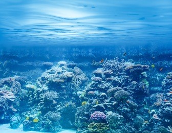 sea or ocean underwater with coral reef and tropical fishes