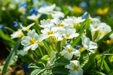 spring flowers, bunch of white primrose or primula flowers in a garden