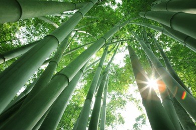 bamboo forest in the morning