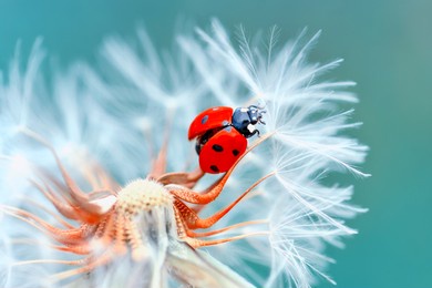 beautiful ladybug on leaf defocused background