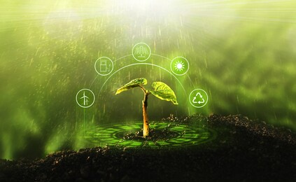 young  plant growing at sunlight. environment and ecology concept. sources for renewable, sustainable development.