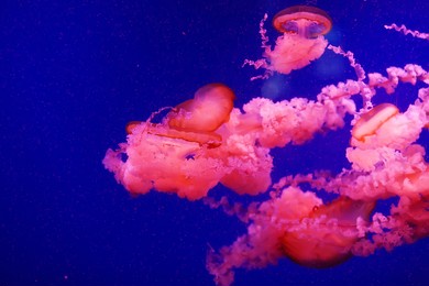 background with jellyfish. a variety of jellyfish swim in the ocean aquarium with neon lights