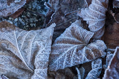 natural background with a brown frozen leaves closeup. leaves with small grains of ice in a winter morning. the first frosts and frozen leaves. texture background and free space for designers.
