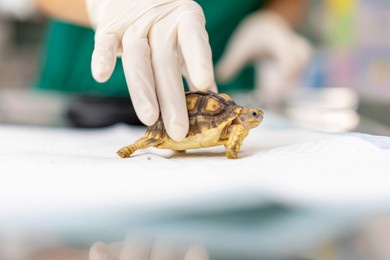 turtles are exotic pets. sulcata tortoise or african spurred tortoise are in the veterinary examination room.