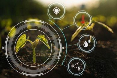 smart farm technology: plant sprout growing in soil with infographics icons and red alert icon of temperature for environmental
