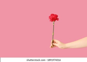 female hand with beautiful carnation flower on color background