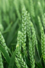 ears of green wheat growing in summer field at morning. barley young spikes in spring meadow close up, selective focus