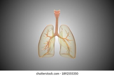 human lungs transparent 3d illustration