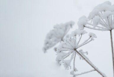snow-covered reeds against the blue sky. hoarfrost plant