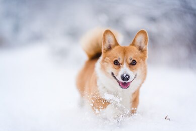 happy welsh corgi pembroke dog playing in the snow