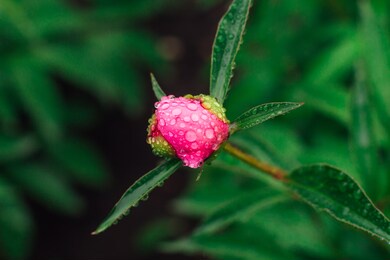 bud of a bright pink peony with rain drops on the petals close up