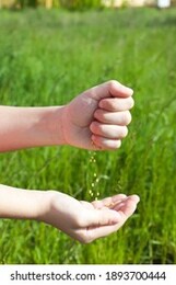 spreading grass seed in spring by hand for the perfect lawn. sowing grass seed by hand. grass seeds in male hand in loosened soil background. blue colored spreaded seeds in the blurred background
