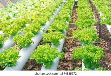 hydroponic or soilless culture vegetable farm, outdoor organic hydroponic vegetable cultivation farm.