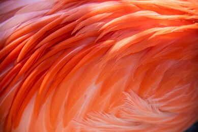 flamingo feather closeup pink texture