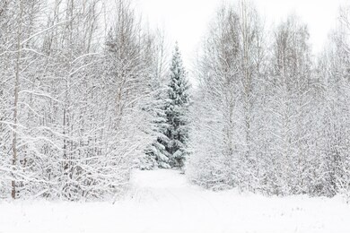 winter road and snow with landscape of trees with frost