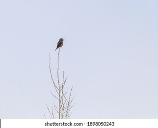 northern hawk owl  sitting on top of  tree in winter