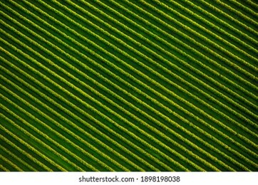 top view of rows blackcurrant bushes, cultivated land. aerial photography, drone shot. agricultural area of ukraine. agrarian industry. artistic wallpaper. abstract natural pattern. beauty of earth.