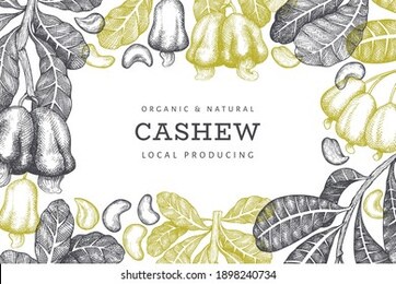 hand drawn sketch cashew design template. organic food vector illustration on white background. vintage nut illustration. engraved style botanical background.
