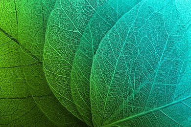 macro leaves background texture