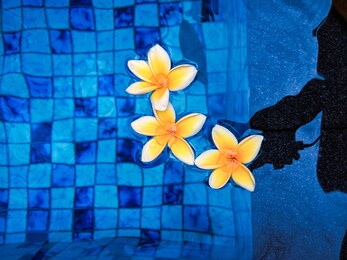 
frangipani flowers above the pool