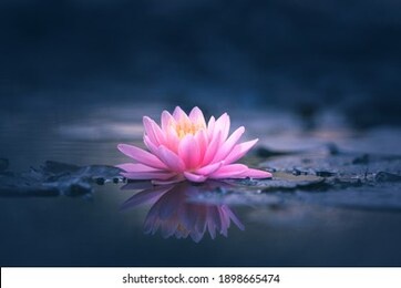 pink lotus flower or water lily floating on the water 
