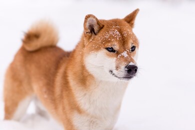 winter photos of a dog. shiba inu. 
